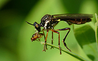 Robberfly (Dioctria hyalipennis)